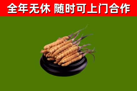 川汇回收散虫草