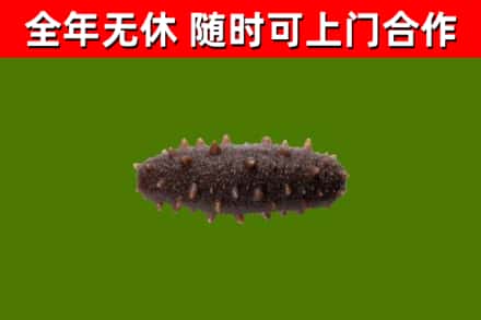 川汇回收海参干